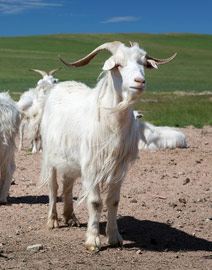 Kasjmier geit