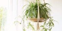 plantenhanger maken