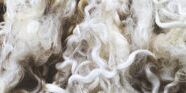 merino wol