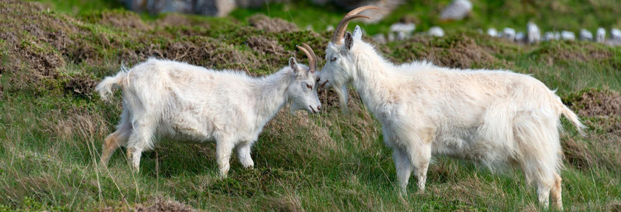 Alles over kasjmier | hobbygigant.nl