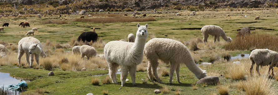 Blog: Alpaca wol is zacht, hypoallergeen en sterk | hobbygigant.nl