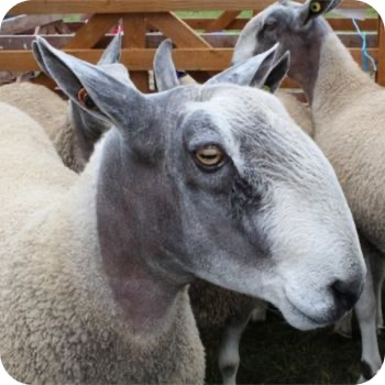 Bluefaced Leicester shapen
