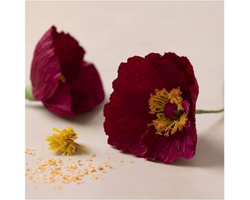 Mini hobbyset crêpepapier - Klaproos | papieren bloemen | hobbygigant.nl