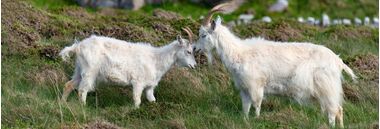 Alles over kasjmier | hobbygigant.nl