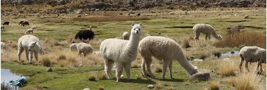 Blog: Alpaca wol is zacht, hypoallergeen en sterk | hobbygigant.nl