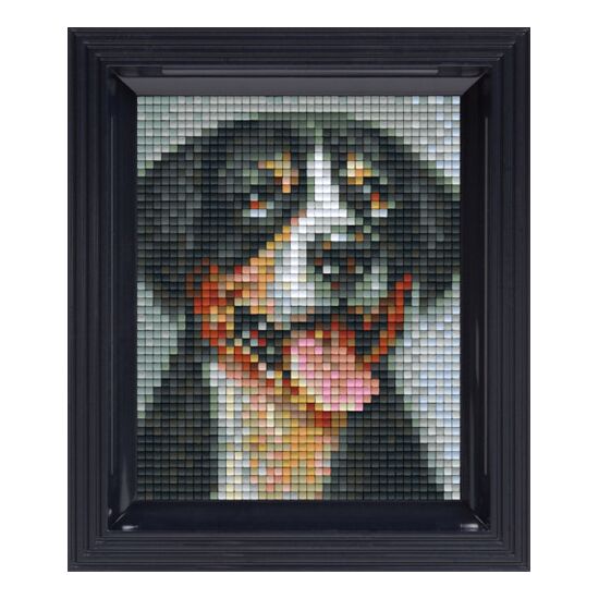 Zwitserse sennenhond - Pixelhobby pakket